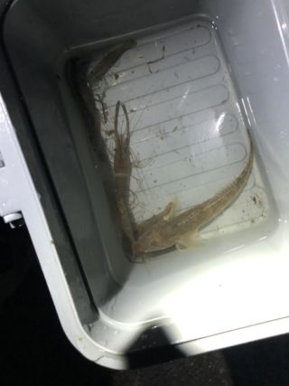 line_oa_chat_210623_114553