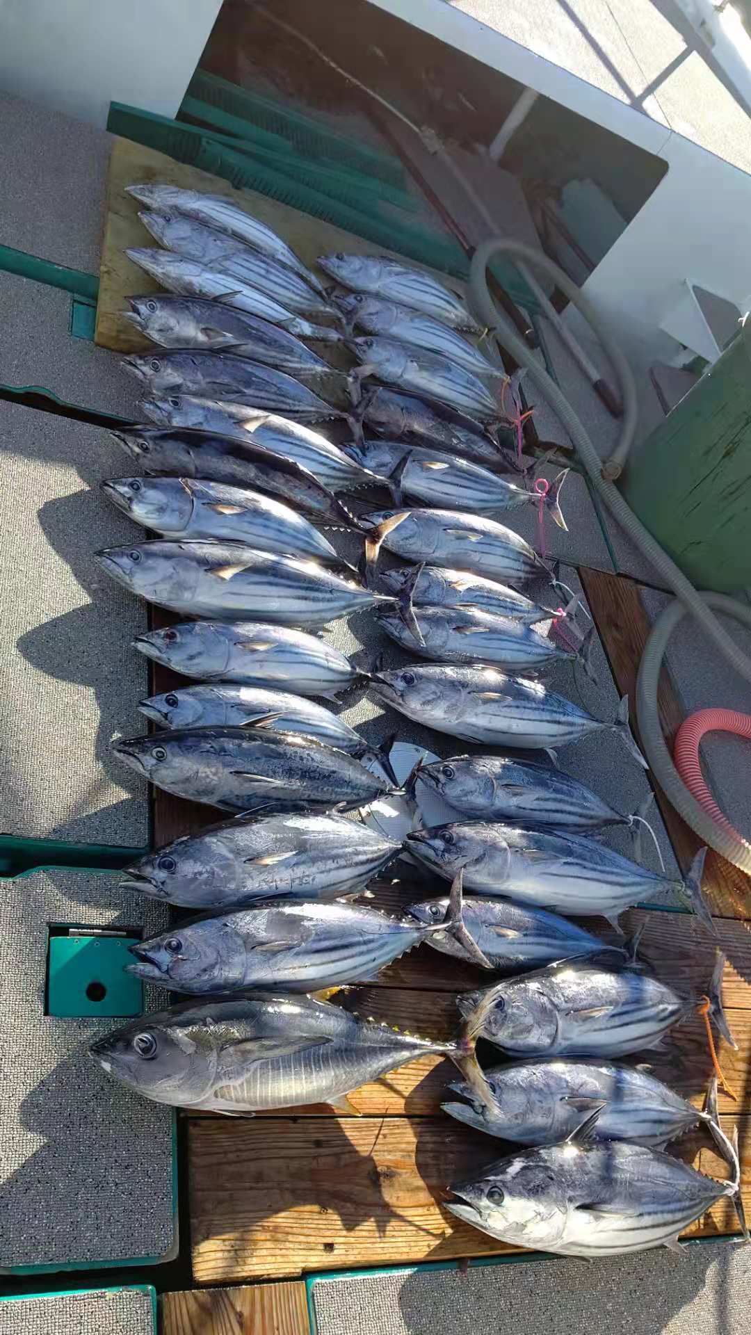 7月23日全体釣果