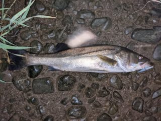 PXL_20210807_151250196