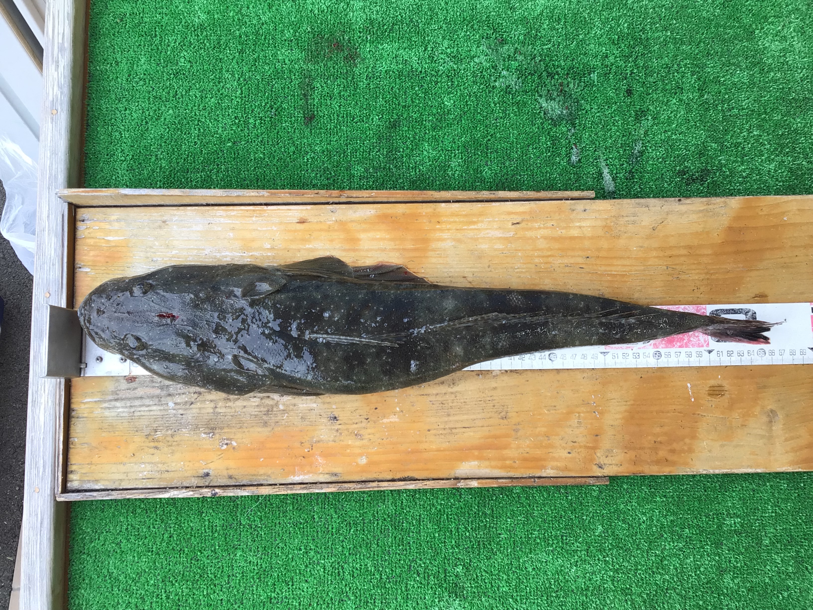 10月31日マゴチ67土山さま②