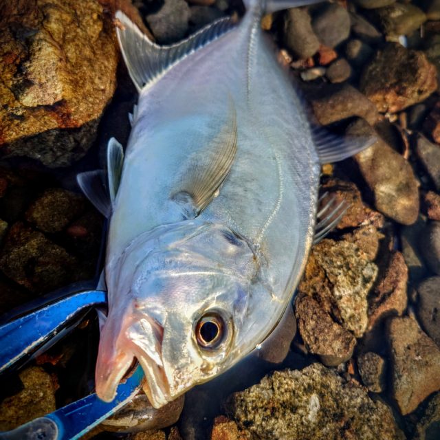 IMG_20211001_182832_329