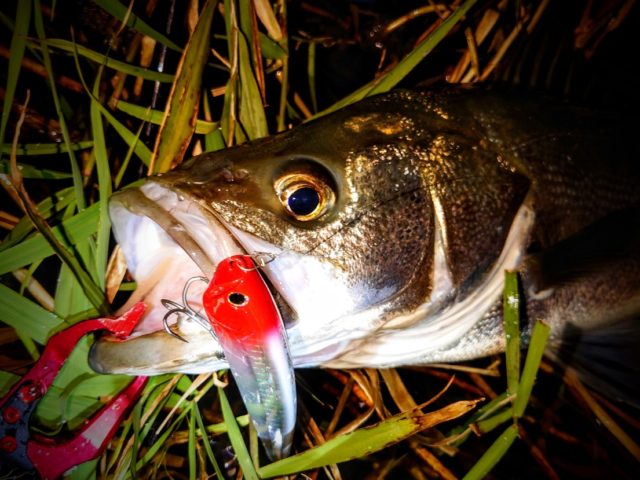 DSC_2240~3_copy_1106x829