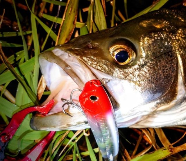 DSC_2240~3_copy_1106x829_copy_675x585