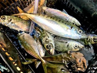 FB_IMG_1636364684834