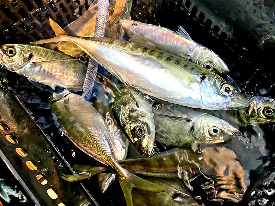 FB_IMG_1636364684834