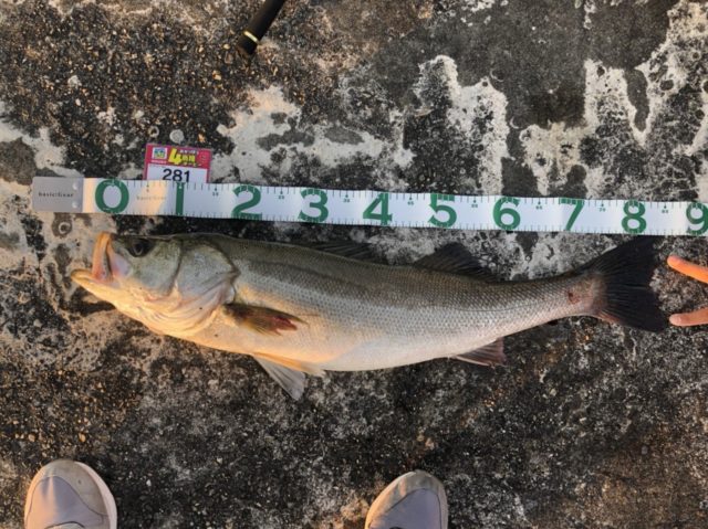 line_oa_chat_211119_124350