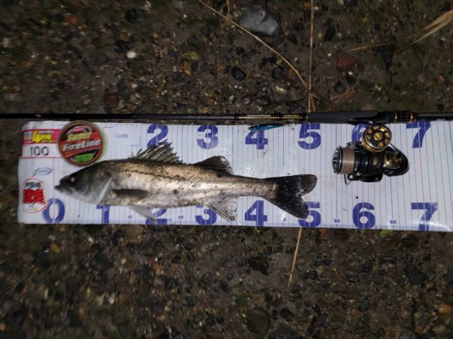 line_oa_chat_211119_144601