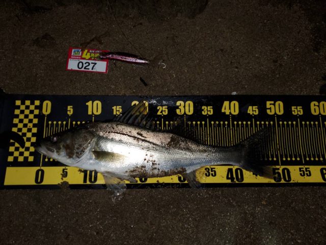 line_oa_chat_211119_144819