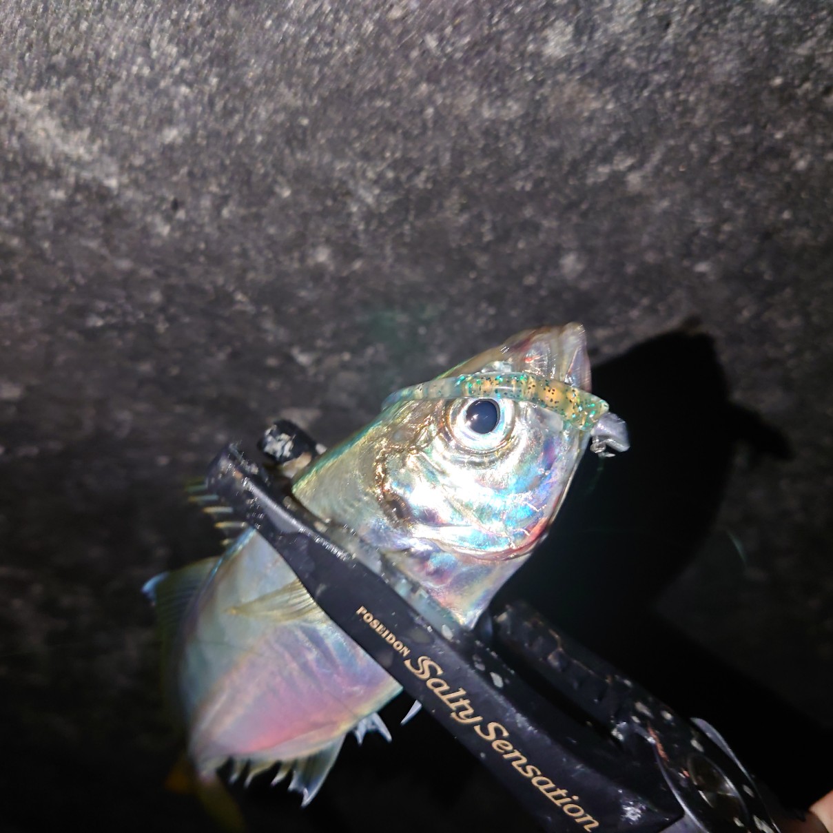 三重県アジング 上げ8分編 フィッシング遊 三重県アジング 上げ8分編 フィッシング遊