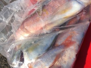 20211216アマダイ