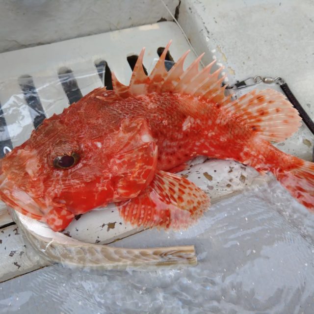 IMG_20220127_175459_799_copy_1080x1080