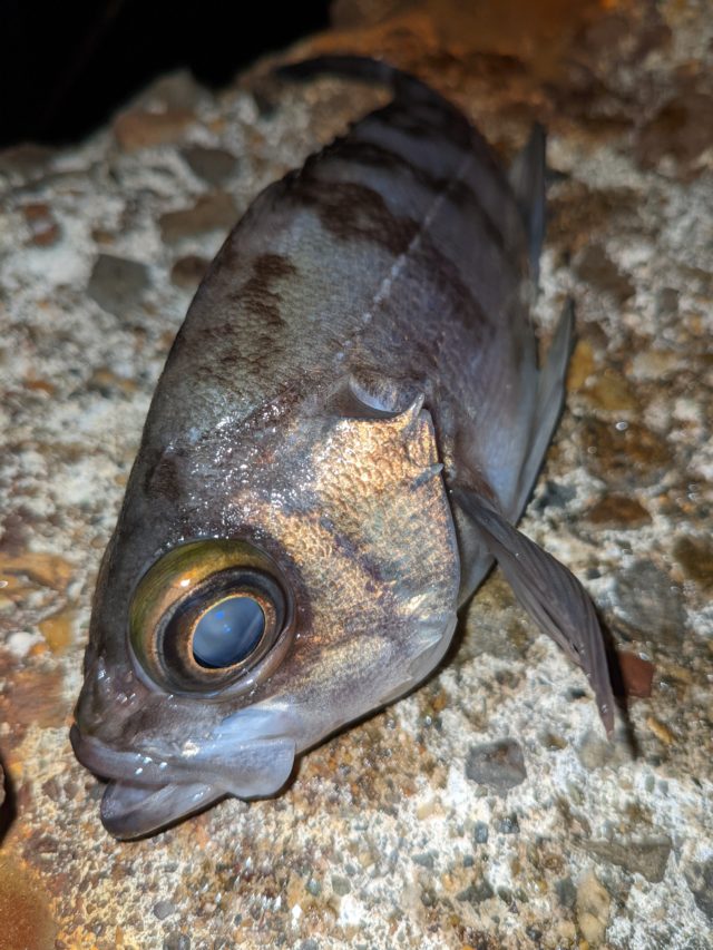 PXL_20211231_145733280-2