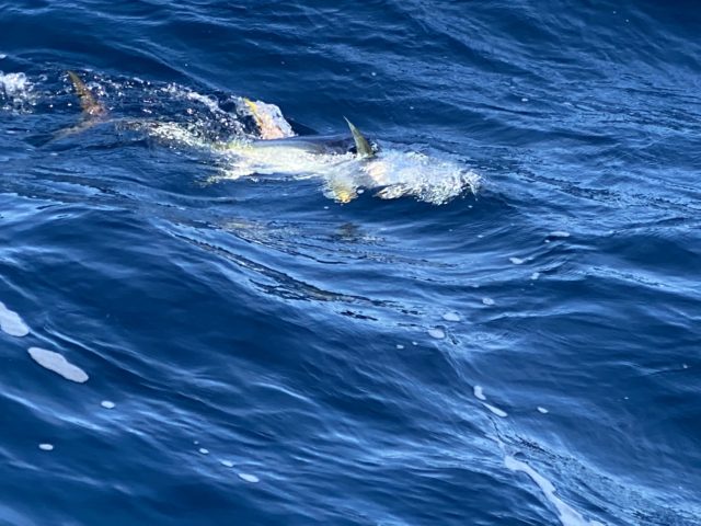 E4D96FF9-42E2-4373-83DE-18613FFF166B