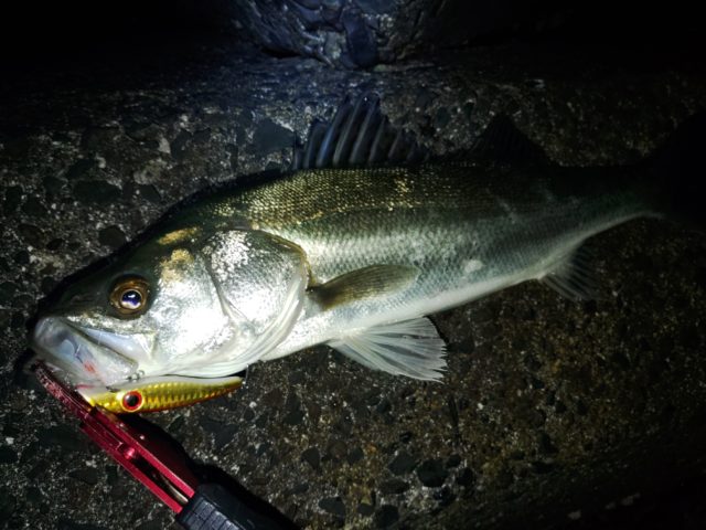 KIMG3585_copy_2832x2124