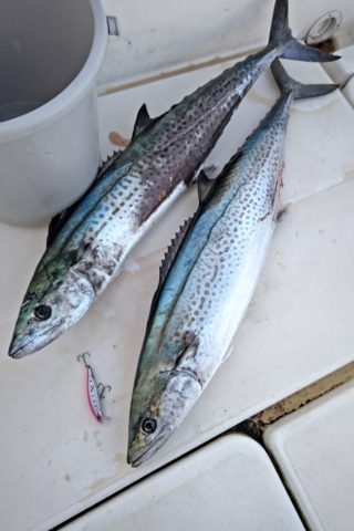 line_oa_chat_220218_200059