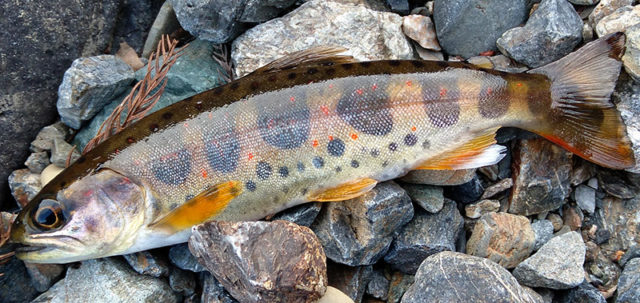 3月1日-植村雄治様