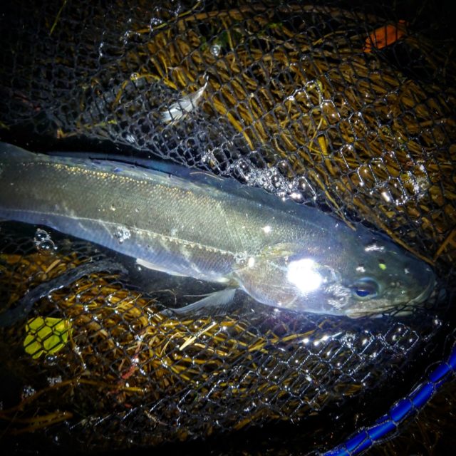 DSC_3357~3_copy_1273x1273