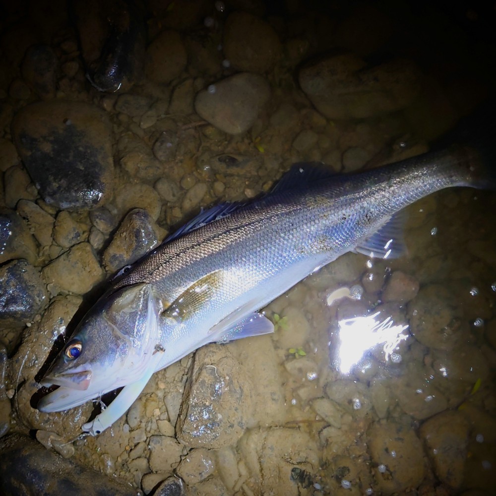 DSC_3408~2_copy_1000x1000