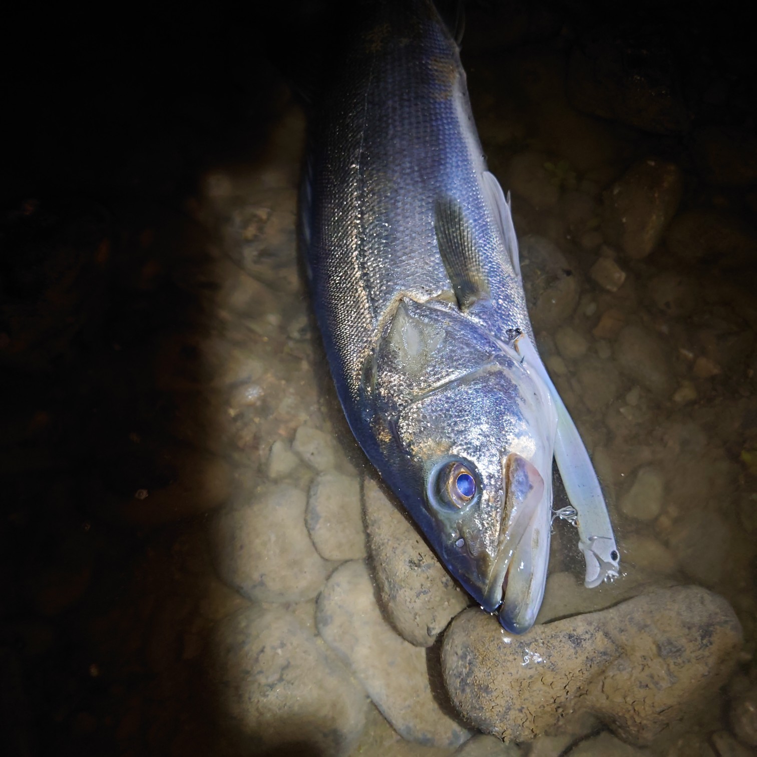 DSC_3414_copy_1512x1512