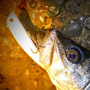 DSC_3444~2_copy_808x827_copy_299x299