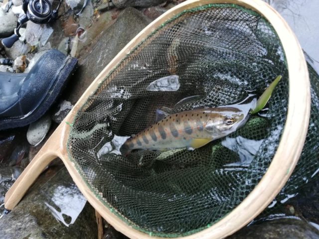 IMG_20200229_072408-1140x855-1-640x480