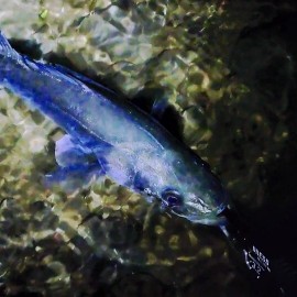 MOV_3439_exported_4414_copy_960x540_copy_270x270