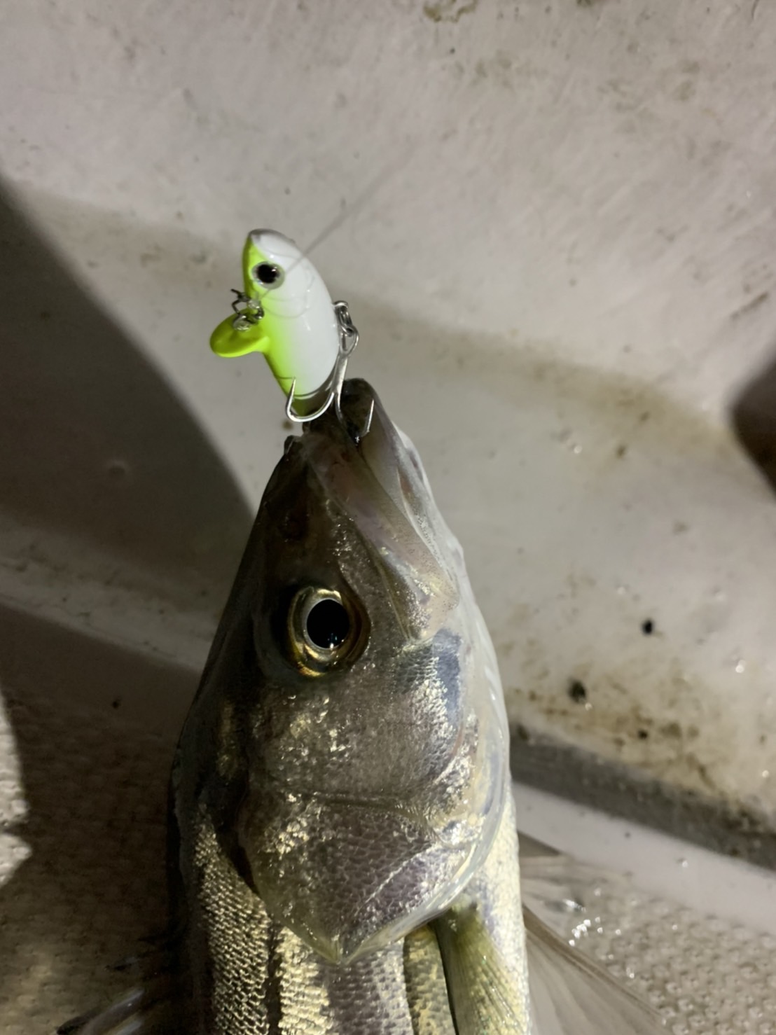 RT7AKKDRh_LGTskvyTw4RZmPgxBPjzSnL3jZFiZjd5RelLTsiKafDvSbeTmJc6pB7Asa087EKhJIOTlil4LoZLLx6C9lOkydlzYGN-rVrt6bOEki1DJGY6YC4DFFgge1