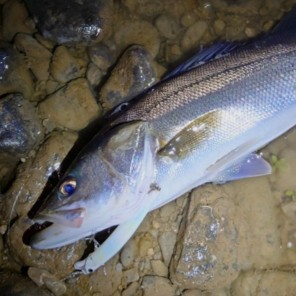 img_23259223_copy_296x296