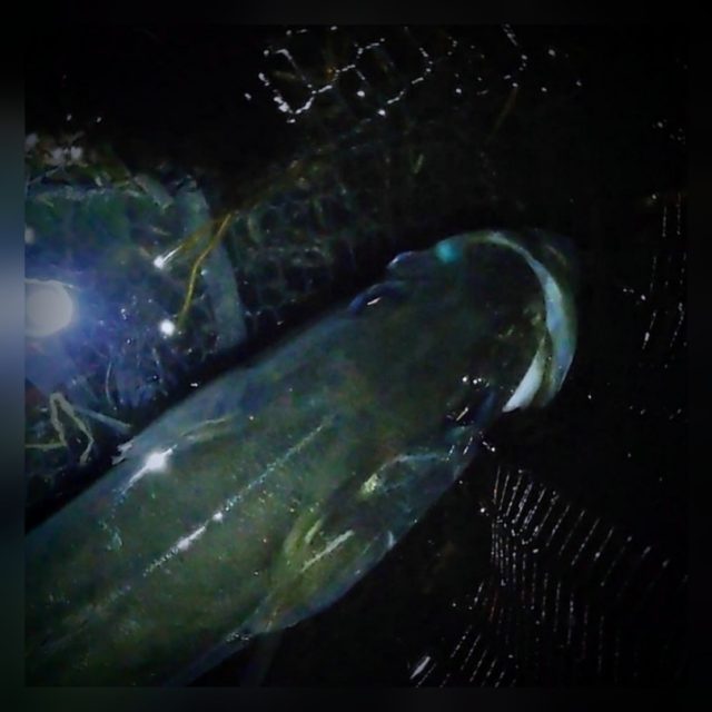 img_798545105_copy_810x810