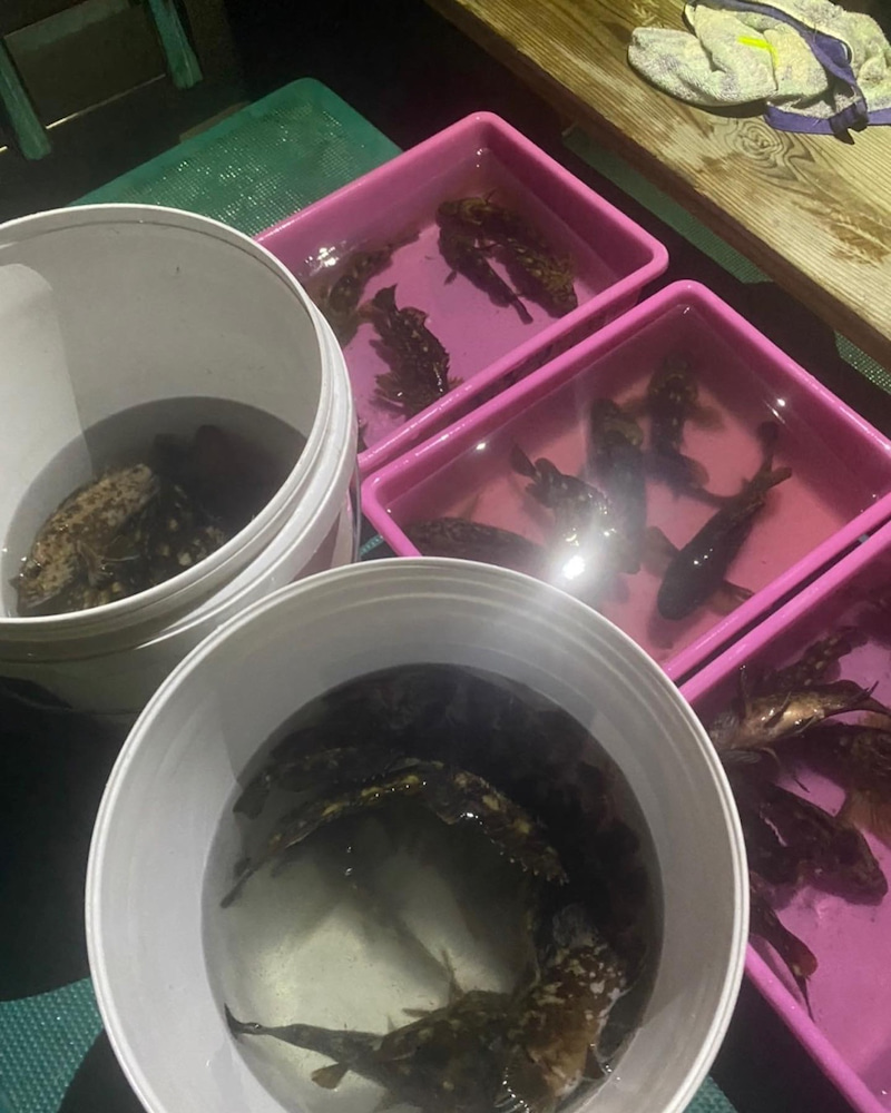 o1080135015087946824