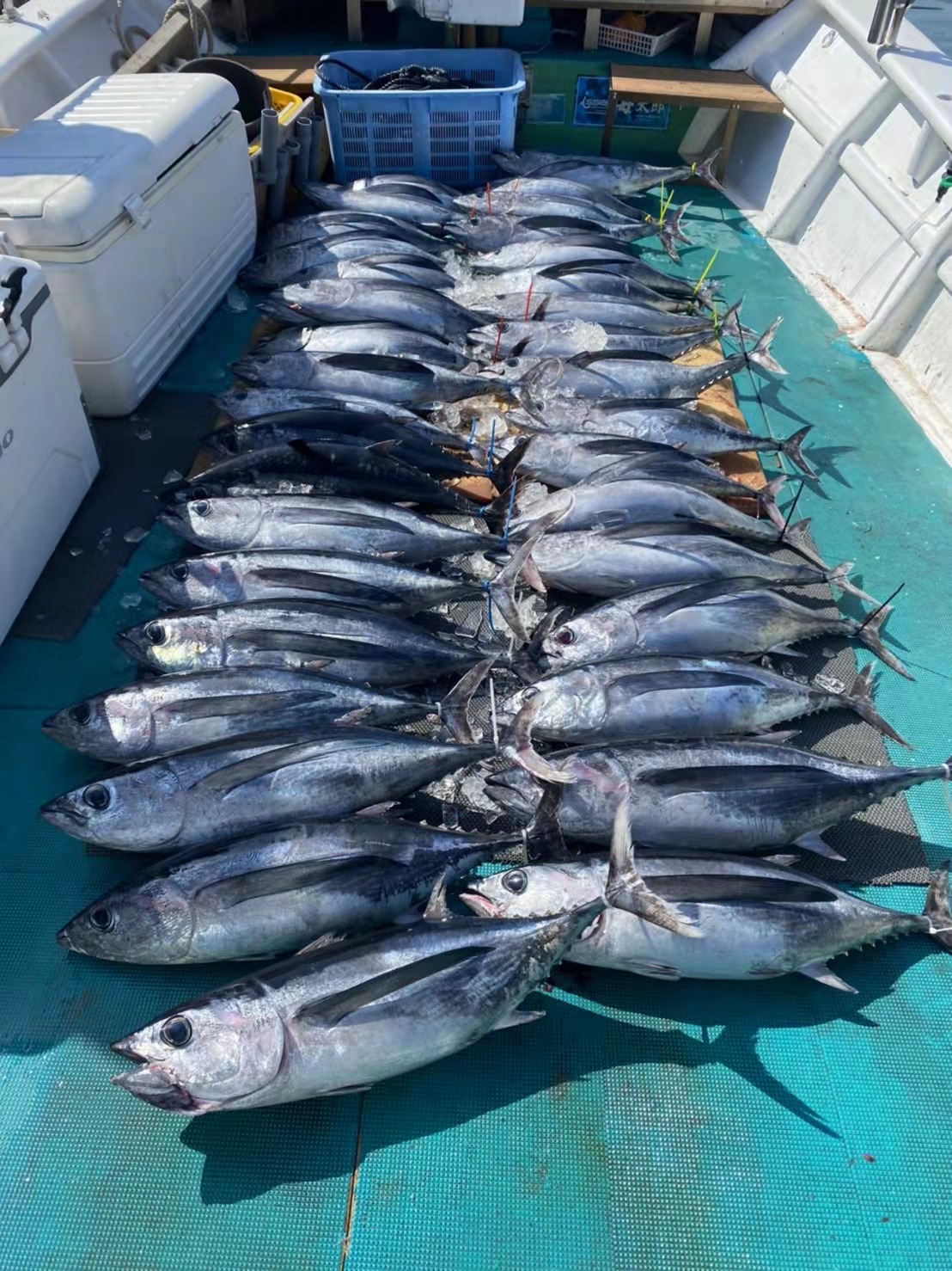 4月10日全体釣果