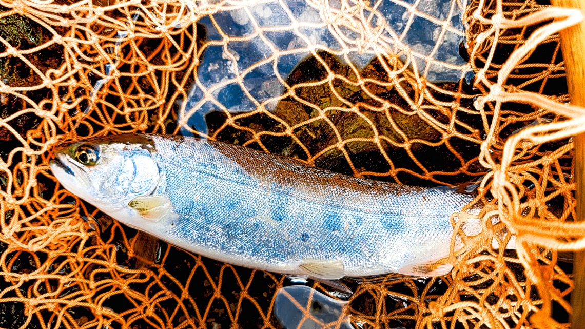 2022-03-31-17-21-35-329