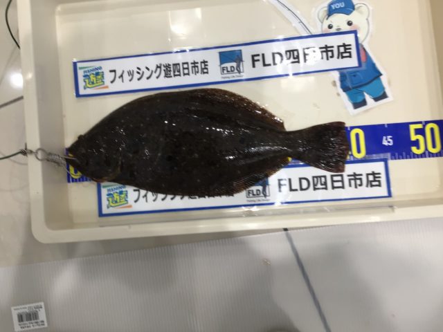 ヒラメ1