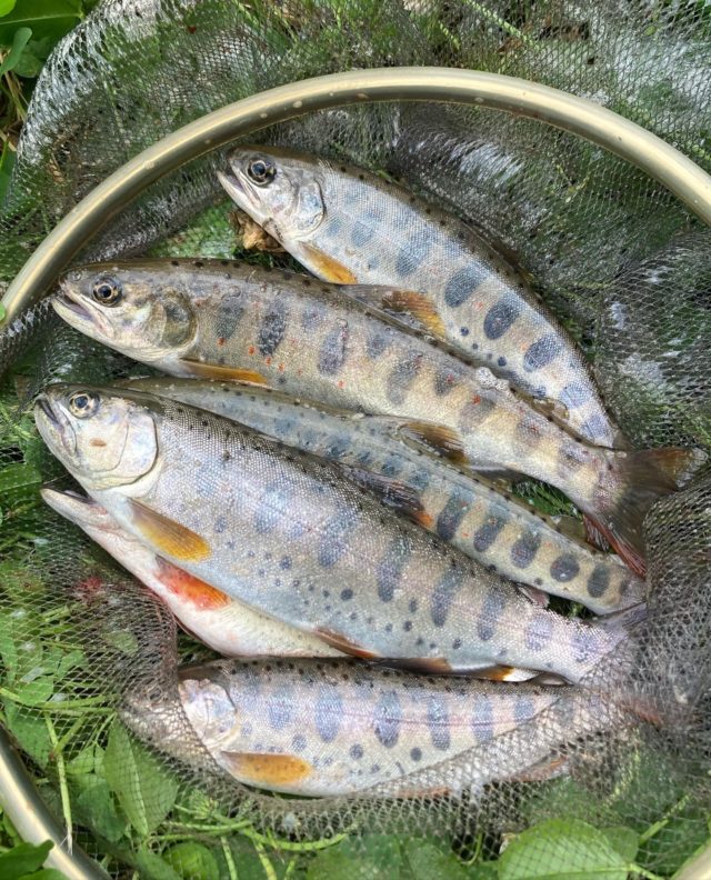 85de9f43-644c-4d91-891a-65830793f8ec