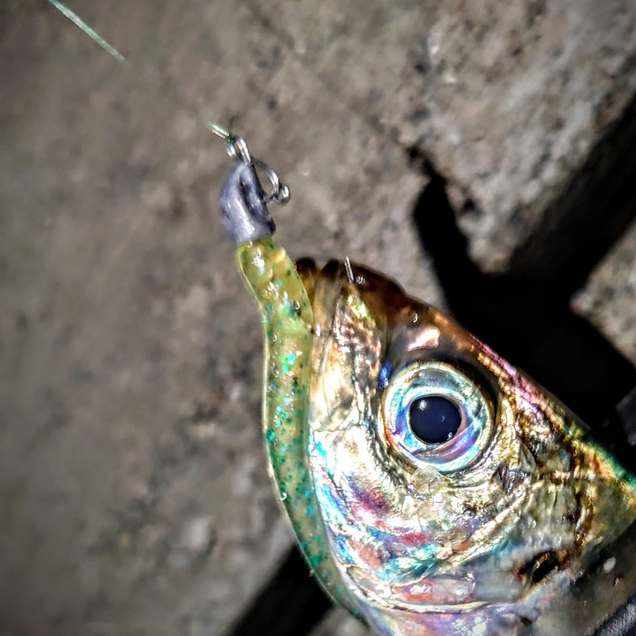 DSC_1226~2_copy_1268x1268