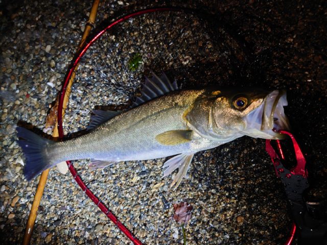 DSC_3896_copy_3024x2268