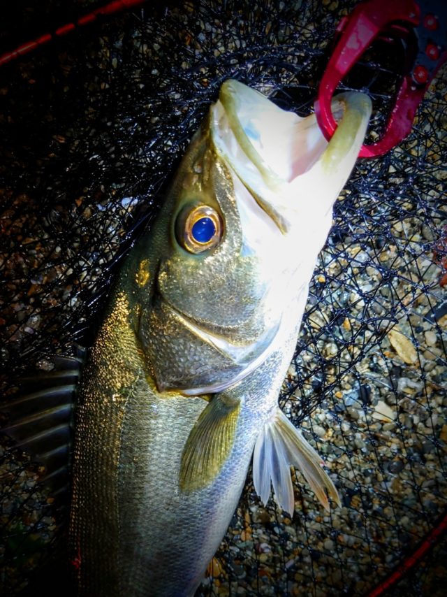 DSC_3898~2_copy_1434x1914