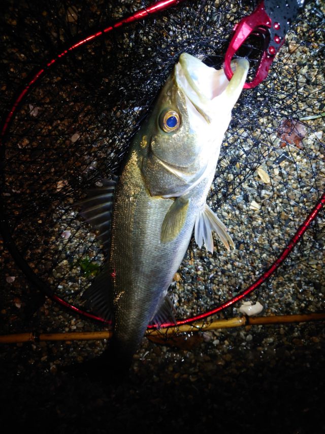 DSC_3898_copy_2268x3024