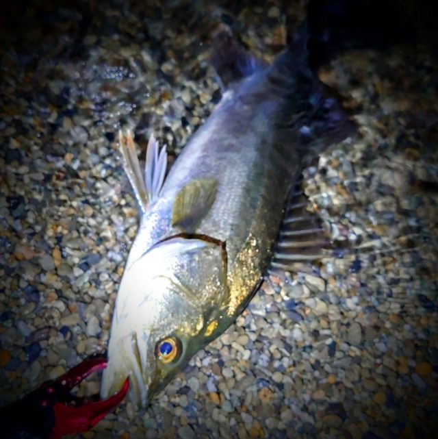 DSC_3904~3_copy_1025x1026