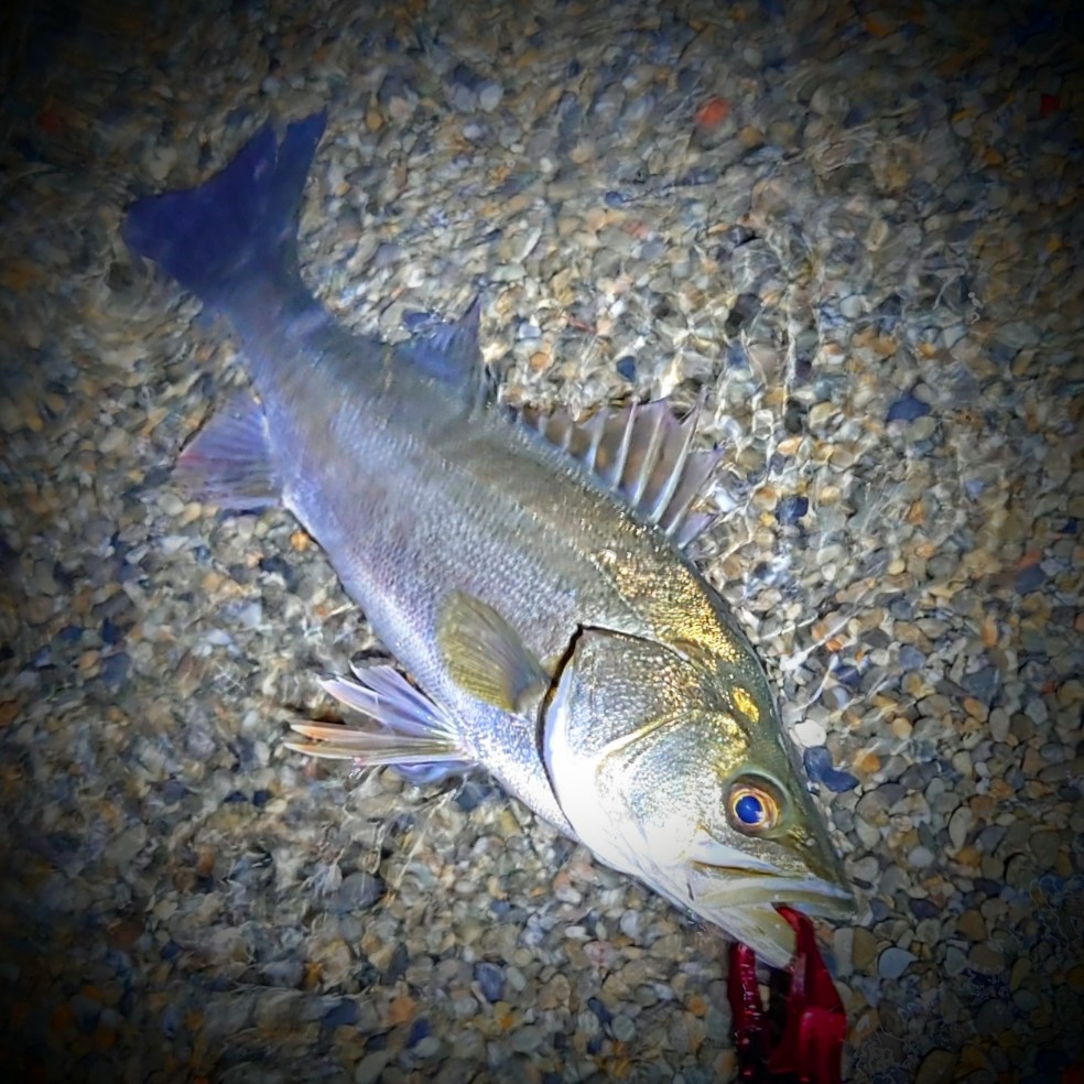 DSC_3914~2_copy_984x984