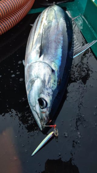 5月8日カツオとjig