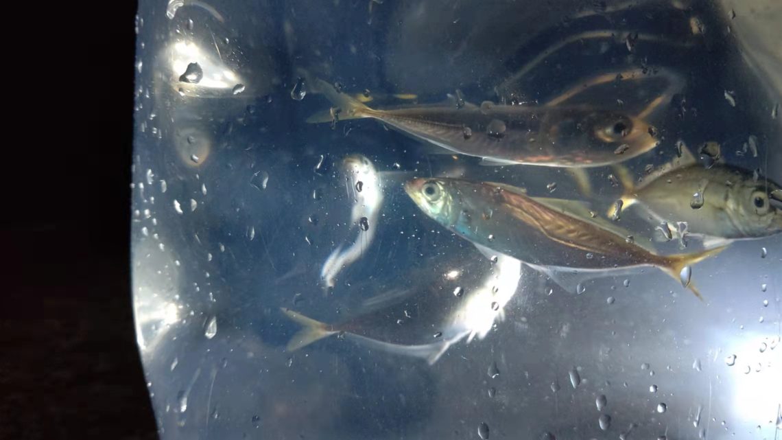 6月25日ｱｼﾞバケツ