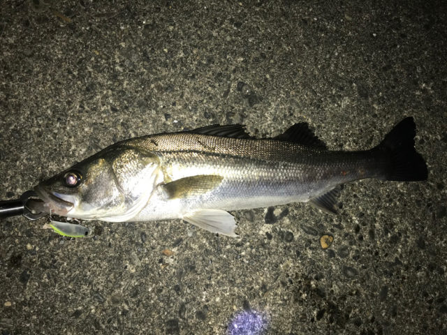 fcffe9da-f2b5-430b-aae1-09fc305f8eae