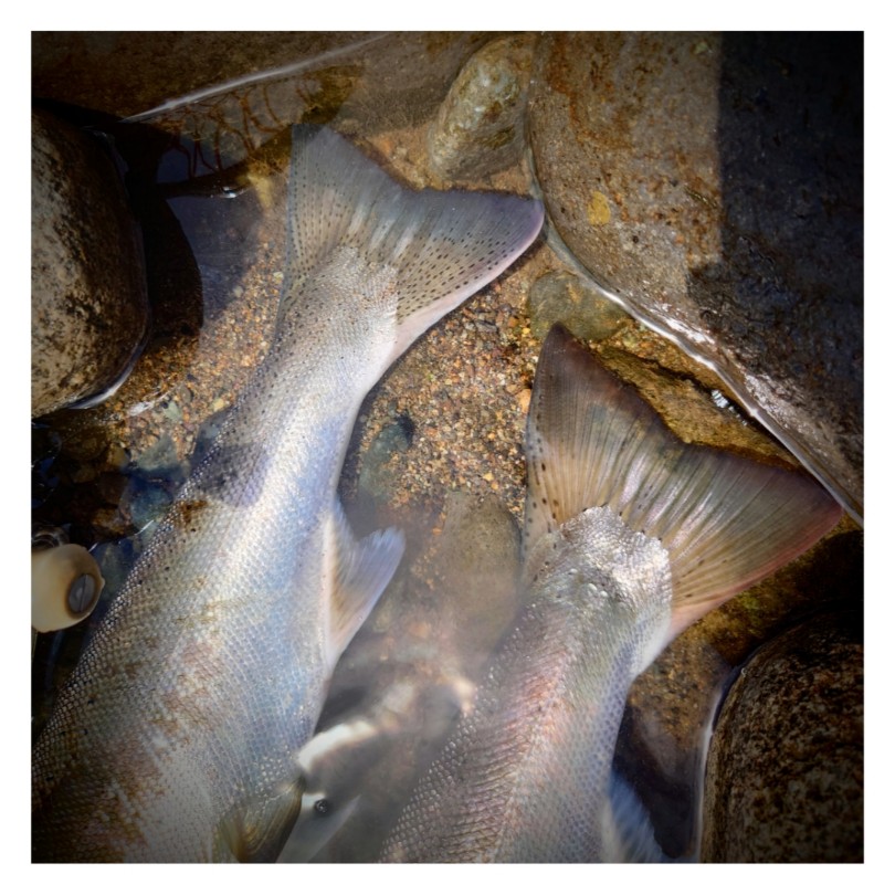 img_53550761_copy_810x810