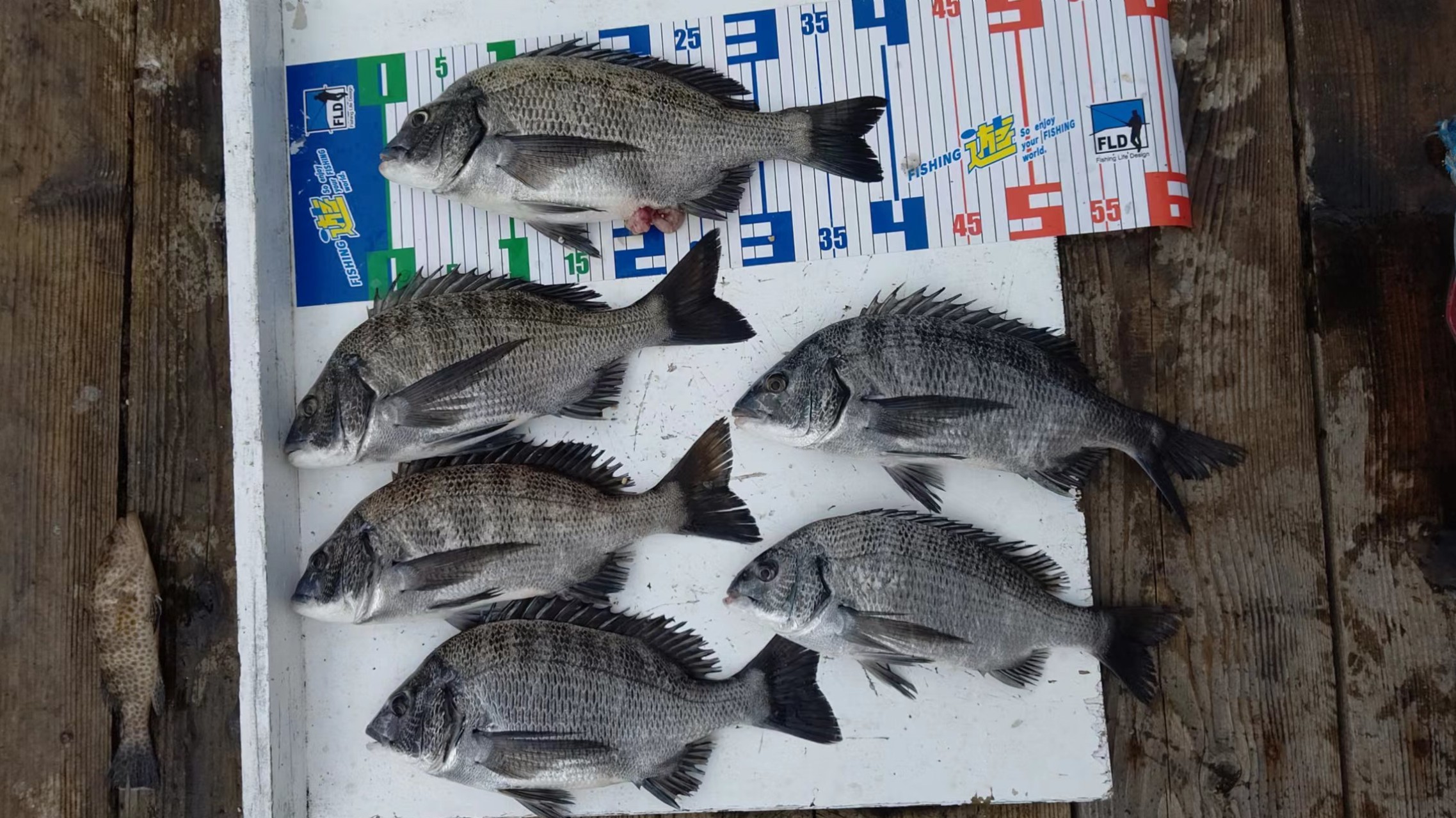 7月18日元丸全体