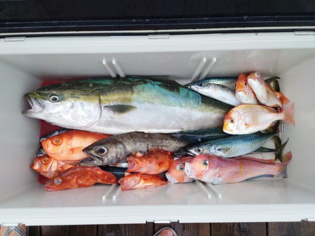 7月9日 どすこいサンバ様1