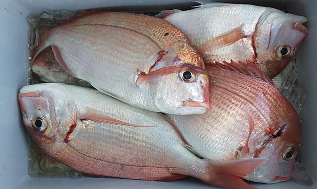 7月24日-ぐれ丸様