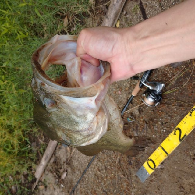 7月13日 ミカンせいじん様1