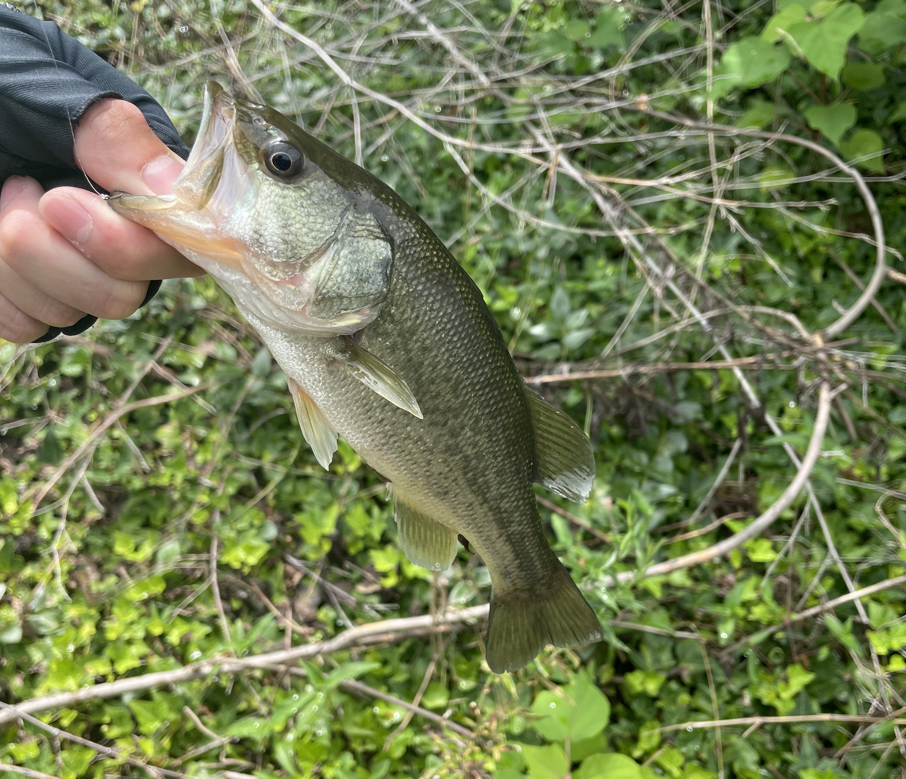 6A02E8EF-21CB-48BB-BB8B-6756E0A2823E