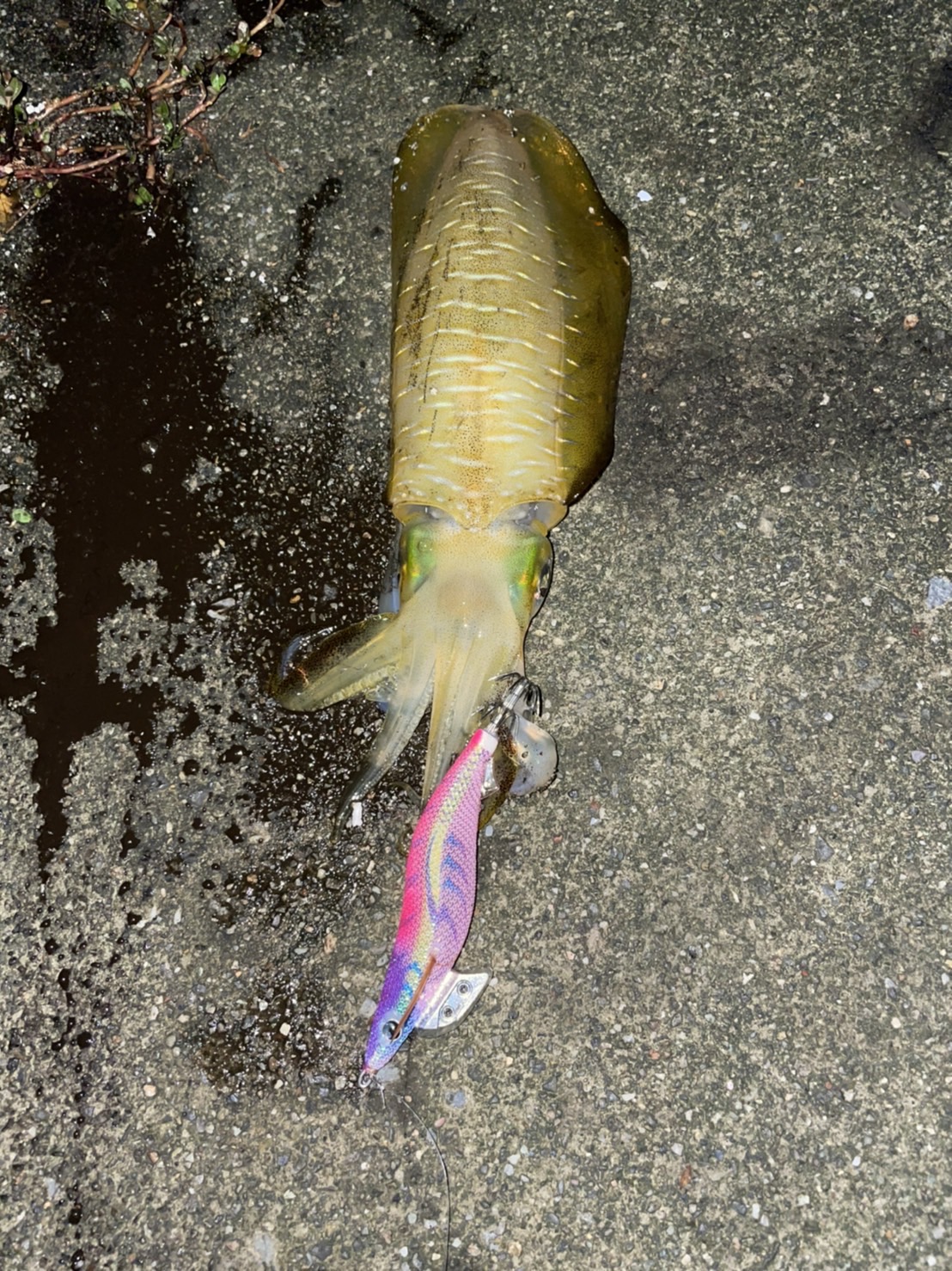 163D09DB-B996-4ECA-8C56-57BEFAD5502E